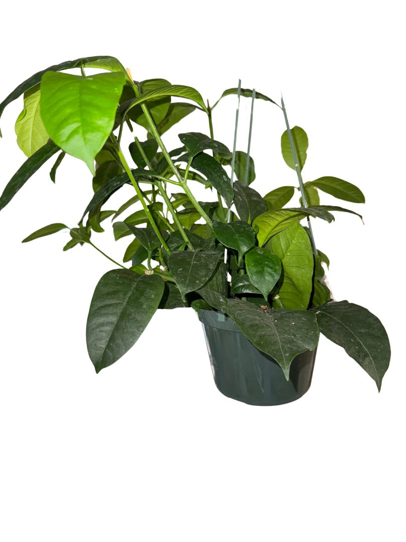 Hoya Multiflora - Live Indoor Plant