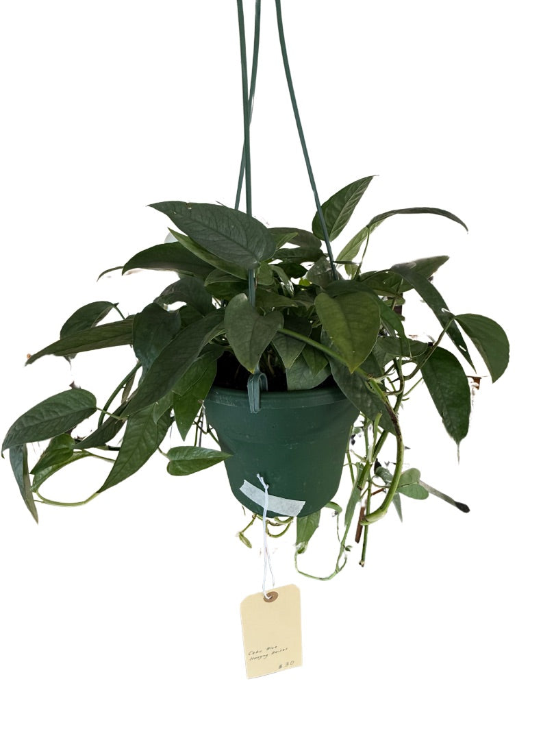 Cebu Blue Pothos - Live Indoor Plant