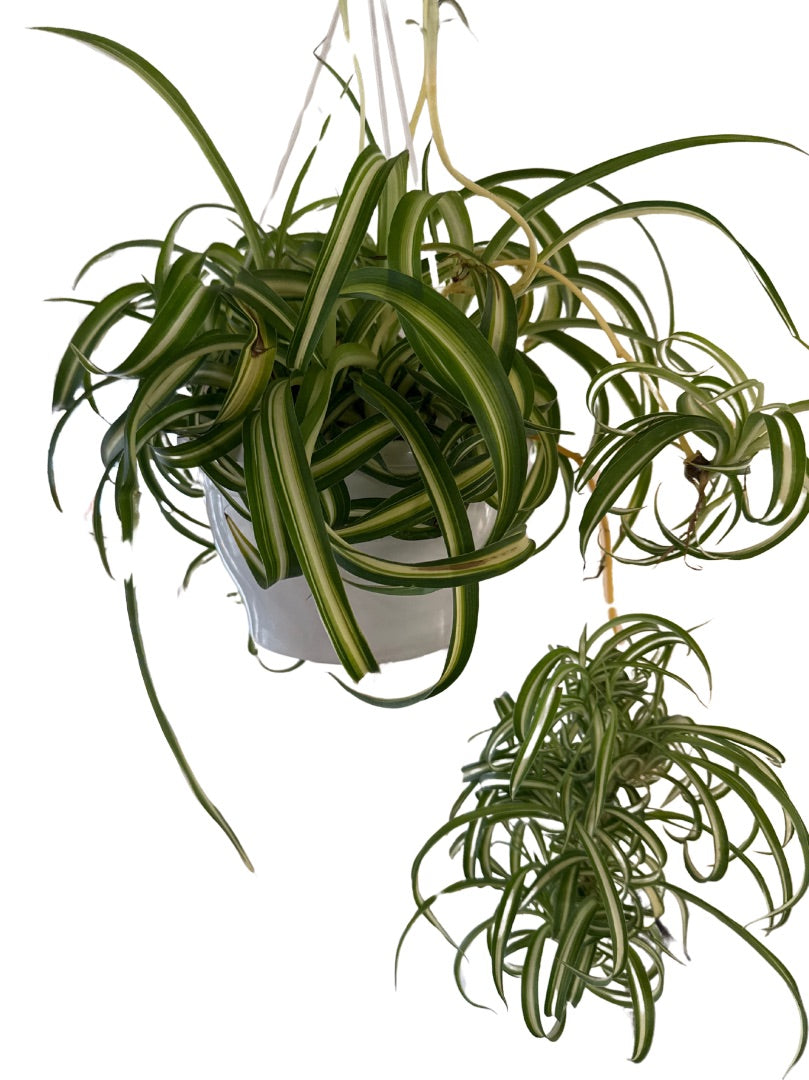Curly Spider Plant - Live Indoor Plant