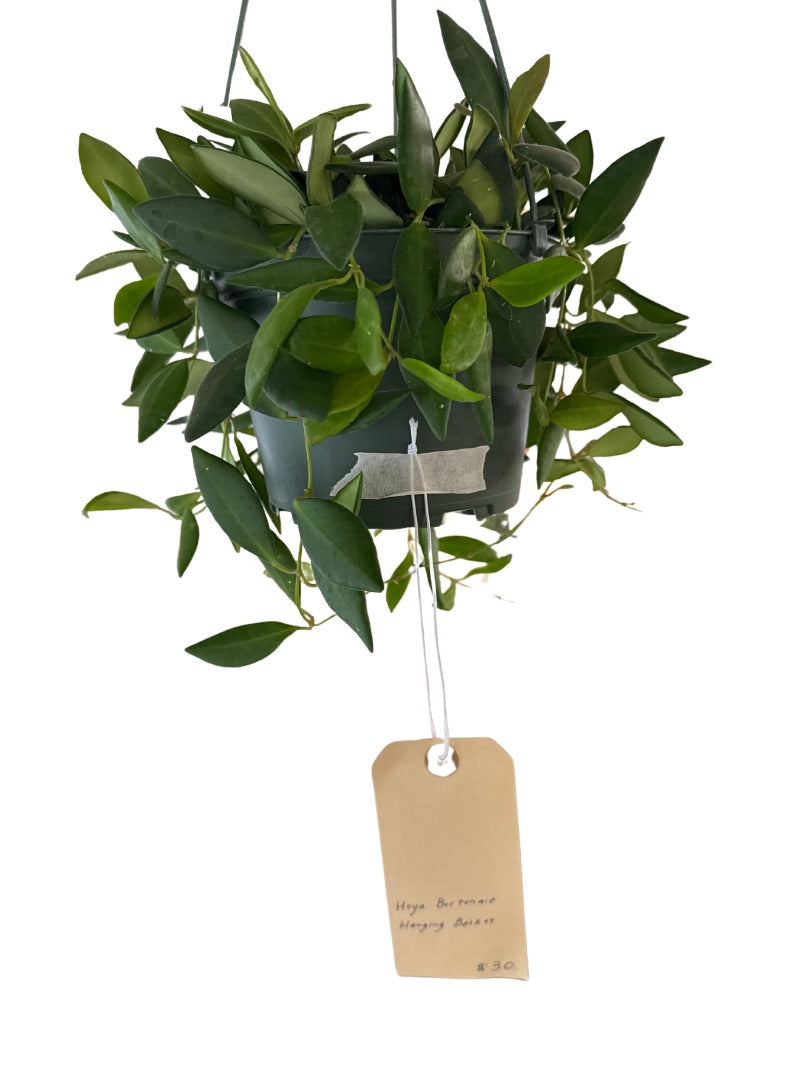 Hoya Burtoniae - Live Plant