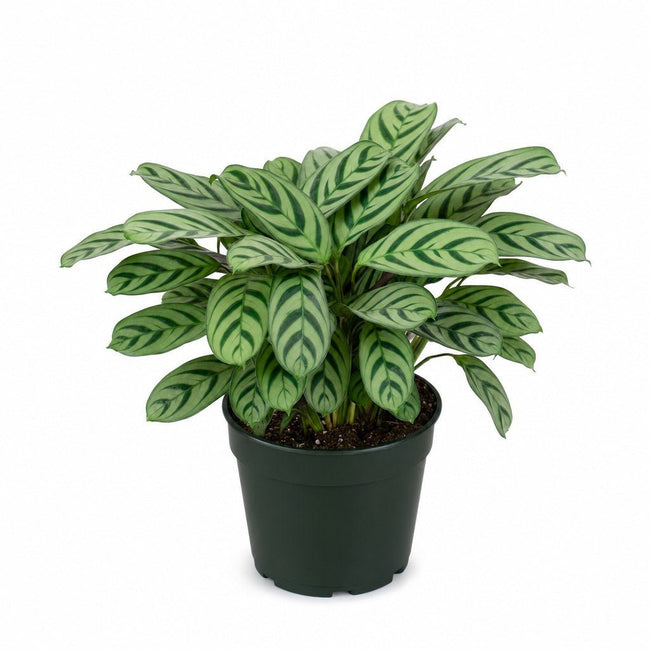 Ctenanthe Burle-Marxii (Fishbone Prayer Plant) - Live Indoor Plant - live indoor plant - Whats New Furniture Portland OR