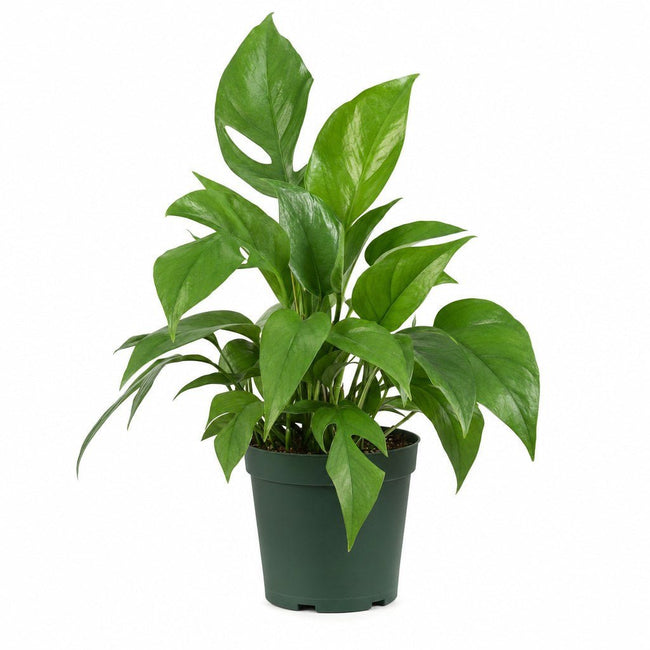 Dragon Tail Plant - Live Indoor Plant - live indoor plant - Whats New Furniture Portland OR