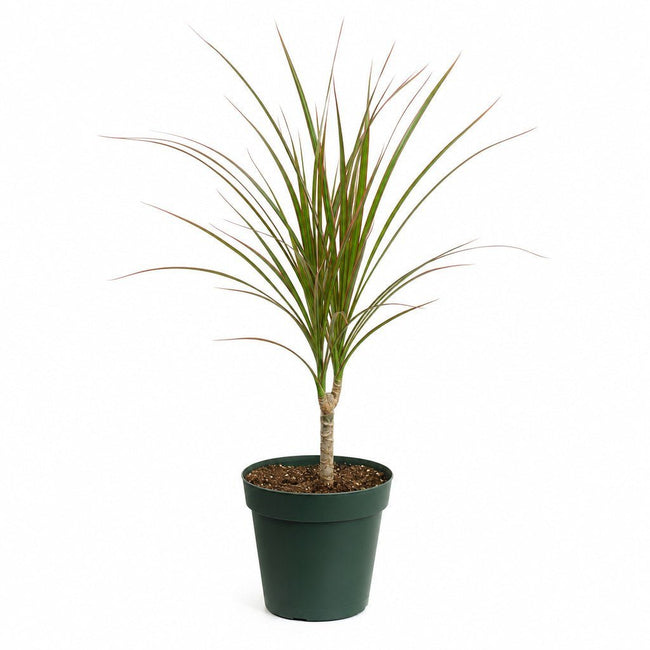Dragon Tree - Live Indoor Plant - live indoor plant - Whats New Furniture Portland OR