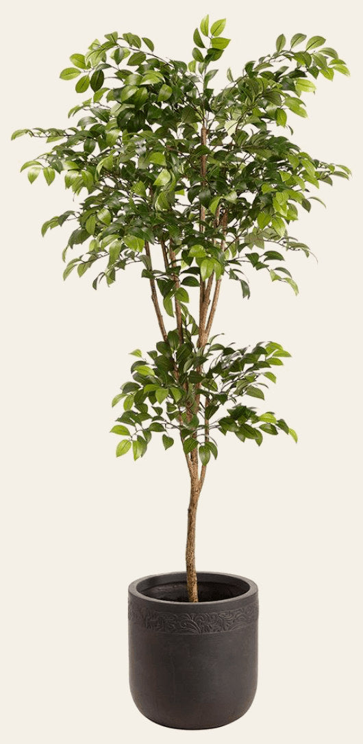 Sakaki Tree in Clay Planter - What's New Furniture Portland Oregon