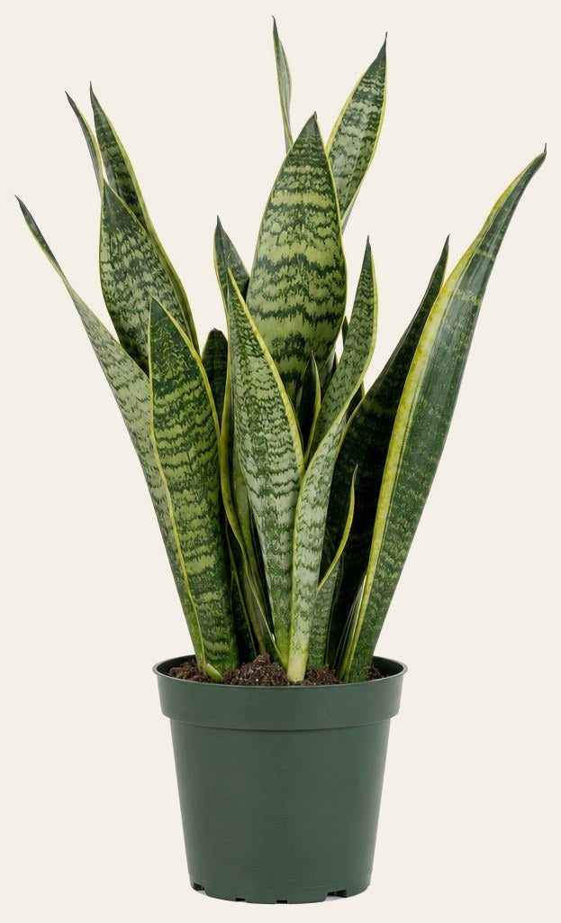 Snake Plant - Live Indoor Plant - live indoor plant - Whats New Furniture Portland OR