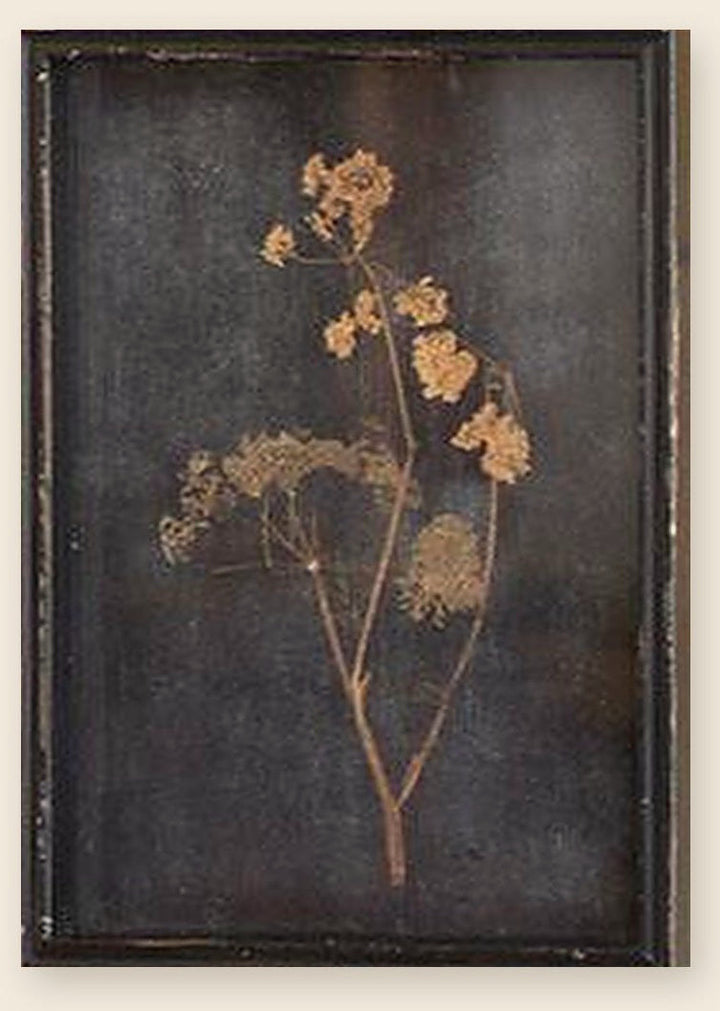Botanical print of two round flower clusters pressed under glass in a distressed black frame