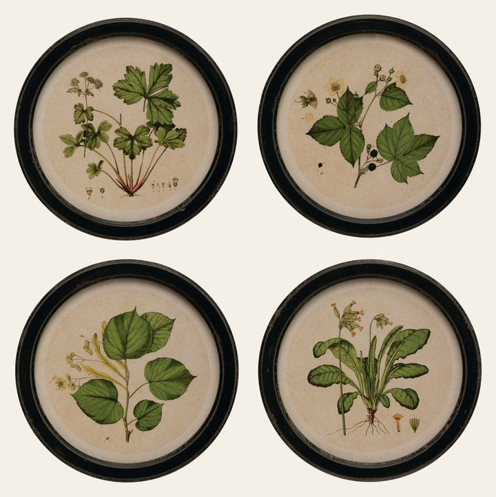 Round Framed Botanical Print Wall Art, 13.75", 4 Styles front view - wall art by Creative Co-Op - Whats New Furniture Portland OR