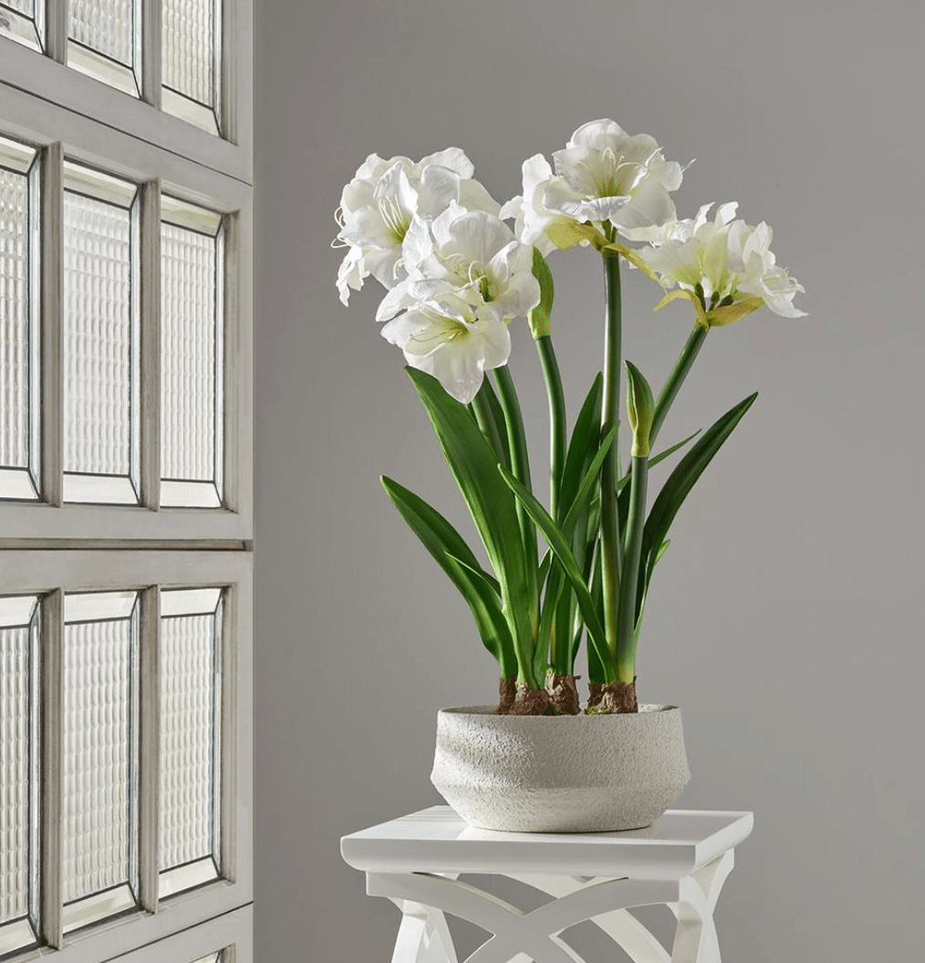 Amaryllis W-Bulb in Terra Cotta Planter - What&