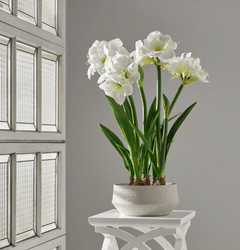 Amaryllis W-Bulb in Terra Cotta Planter - What&