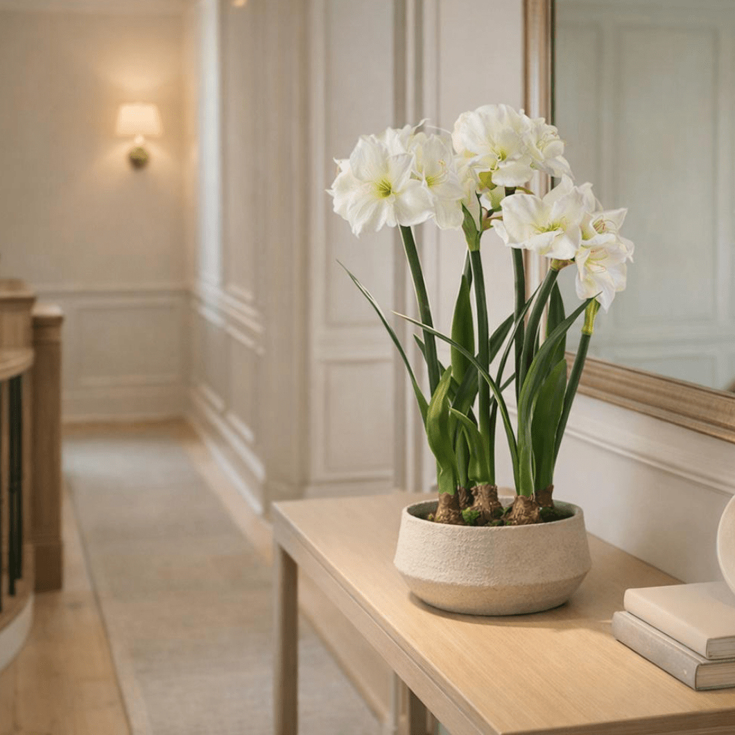 Amaryllis W-Bulb in Terra Cotta Planter - What&