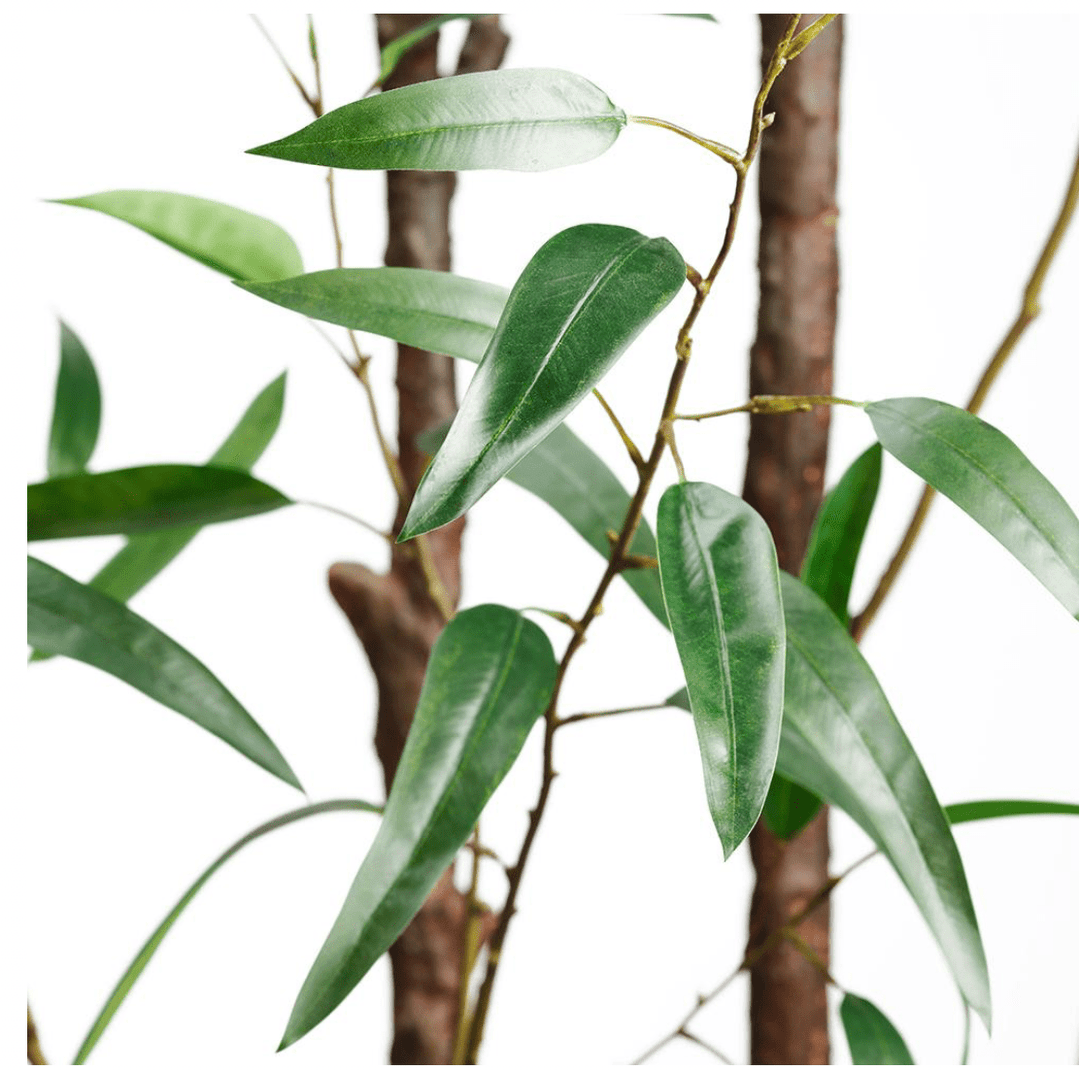 Bamboo Tree in Cement Planter - What&