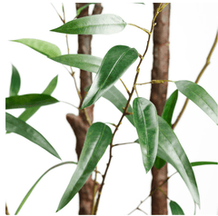 Bamboo Tree in Cement Planter - What&