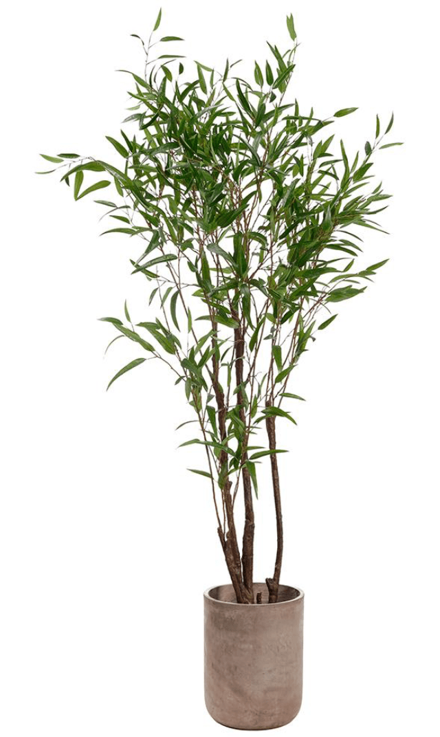 Bamboo Tree in Cement Planter - What&