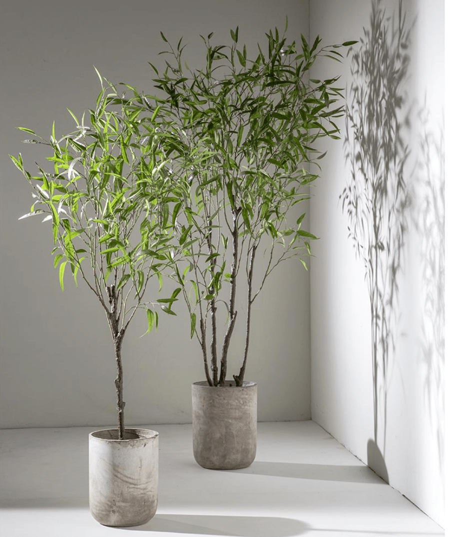 Bamboo Tree in Cement Planter - What&