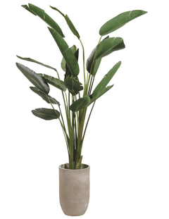 Birds of Paradise in Cement Planter - What&