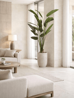Birds of Paradise in Cement Planter - What&