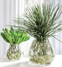 Echeveria w/Roots in Glass Vase - What&