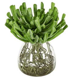 Echeveria w/Roots in Glass Vase - What&