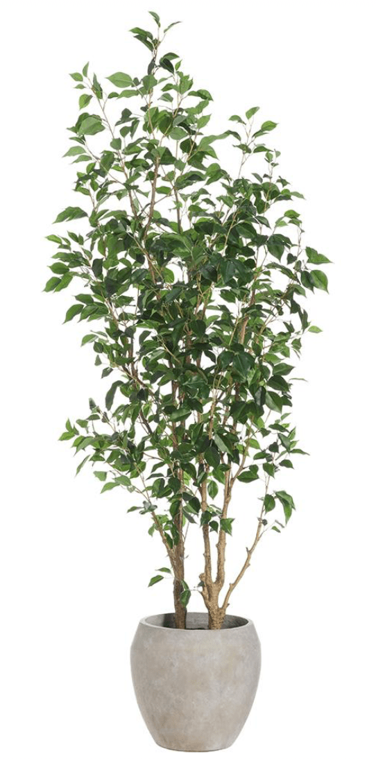 Ficus Benjanina Tree in Fiber Cement Planter - What's New Furniture Portland Oregon