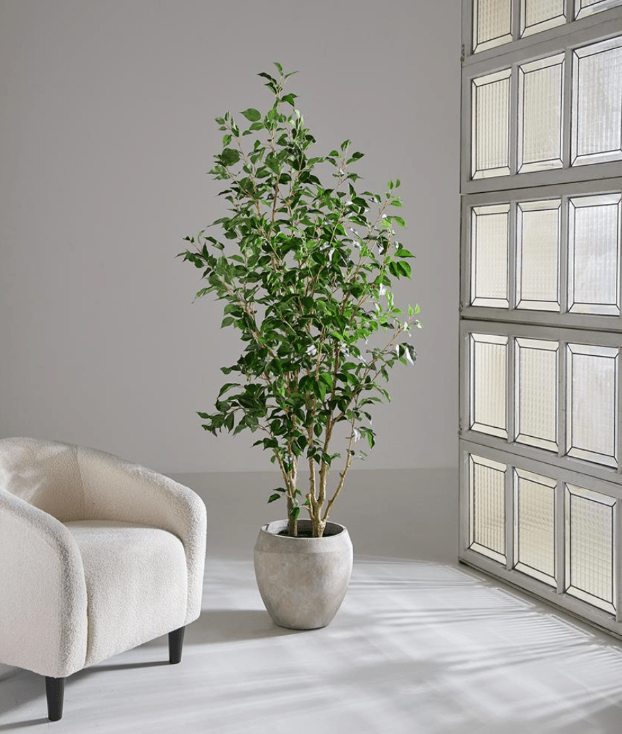 Ficus Benjanina Tree in Fiber Cement Planter - What&