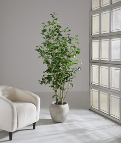 Ficus Benjanina Tree in Fiber Cement Planter - What&