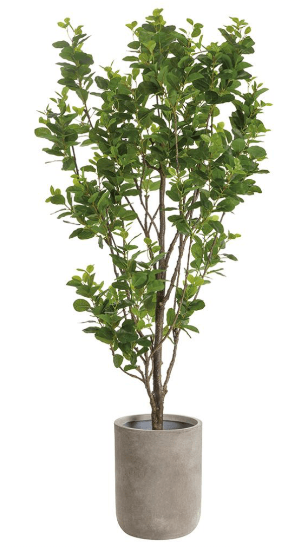 Microcarpa Tree in Cement Pot - What&