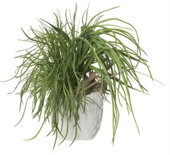 Mixed Grass/Driftwood in Coral Vase - What&