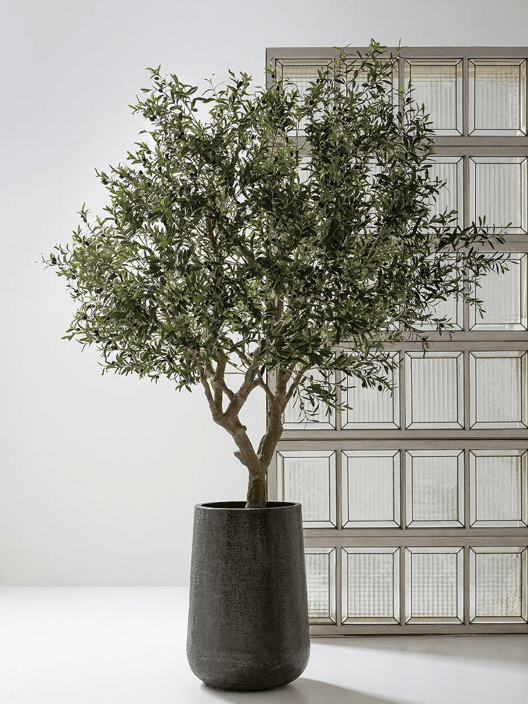 Olive Tree in Aluminum Planter - What&