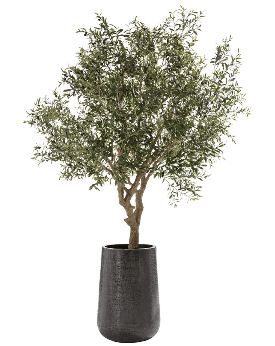 Olive Tree in Aluminum Planter - What&