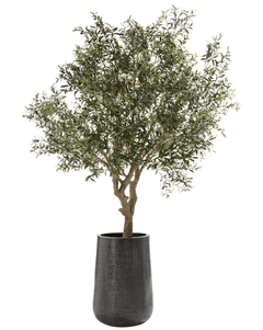 Olive Tree in Aluminum Planter - What&