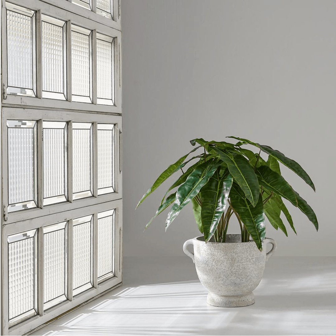Philodendron Plant in Fiber Cement Planter - What&