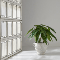 Philodendron Plant in Fiber Cement Planter - What&