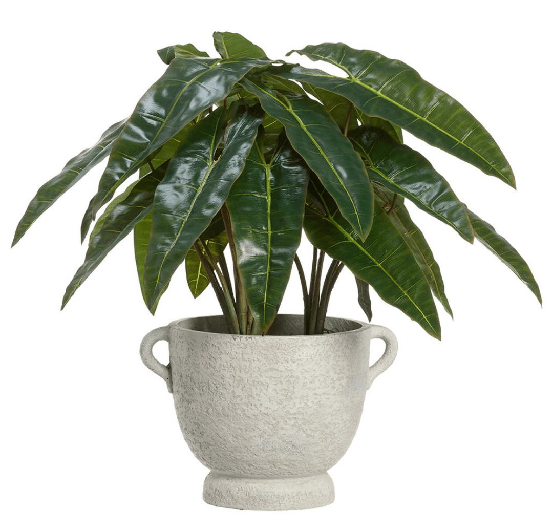 Philodendron Plant in Fiber Cement Planter - What's New Furniture Portland Oregon