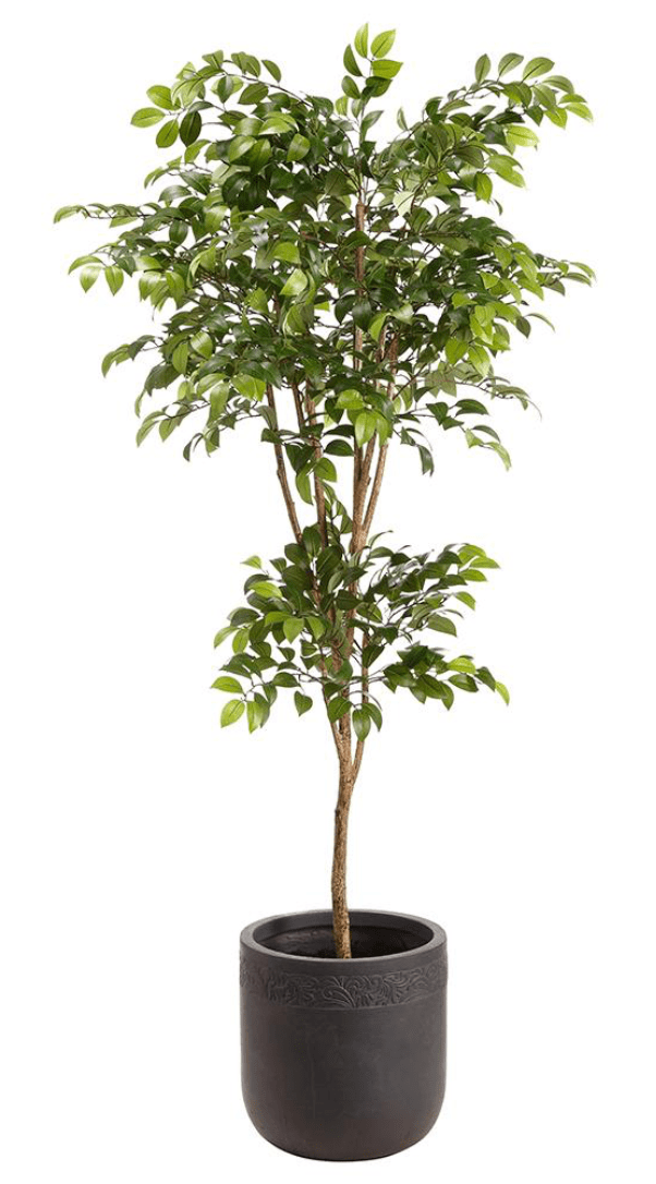 Sakaki Tree in Clay Planter - What&