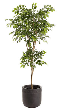 Sakaki Tree in Clay Planter - What&