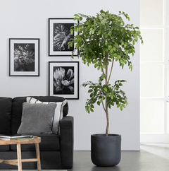 Sakaki Tree in Clay Planter - What&