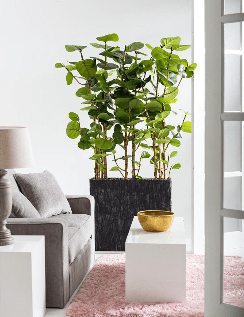 Sea Grape Wall Divider in Rectangular Container - What&