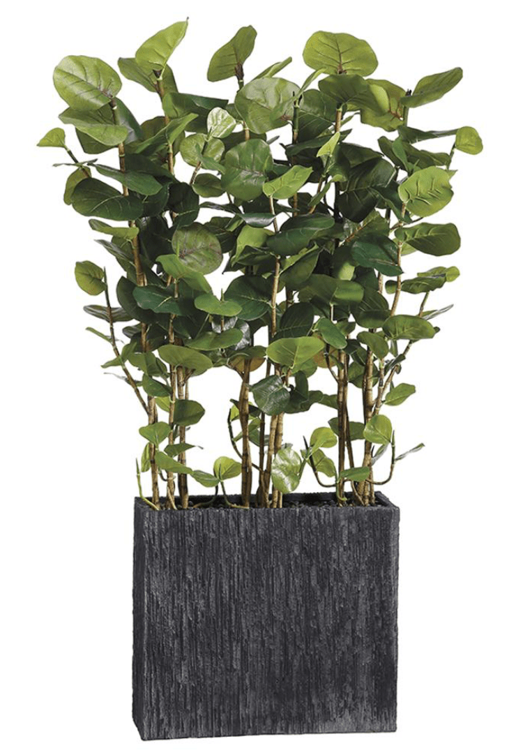 Sea Grape Wall Divider in Rectangular Container - What&