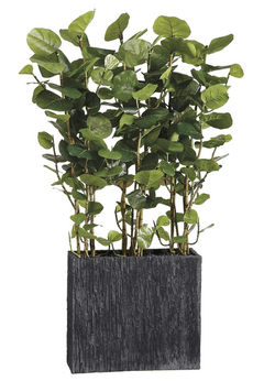 Sea Grape Wall Divider in Rectangular Container - What&