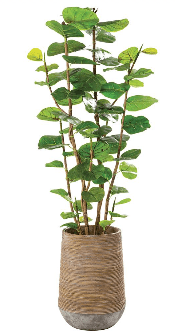 Seagrape in Cement Planter - What&