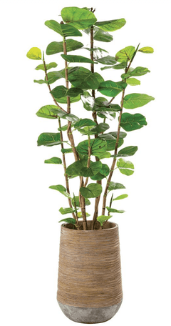 Seagrape in Cement Planter - What&