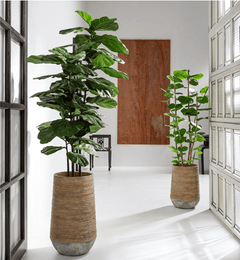Seagrape in Cement Planter - What&