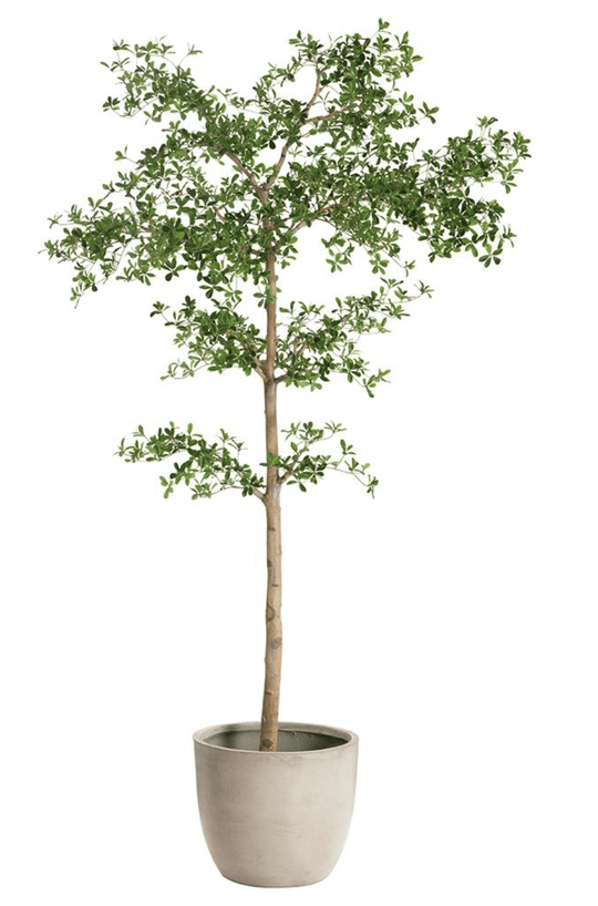 Shady Lady Tree in Cement Planter - What&