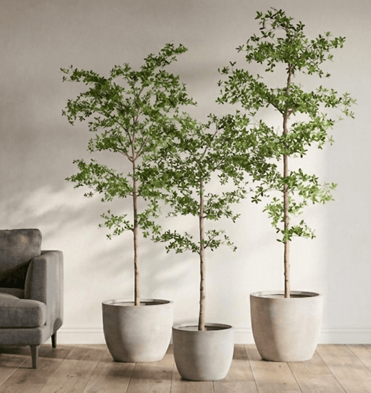 Shady Lady Tree in Cement Planter - What&