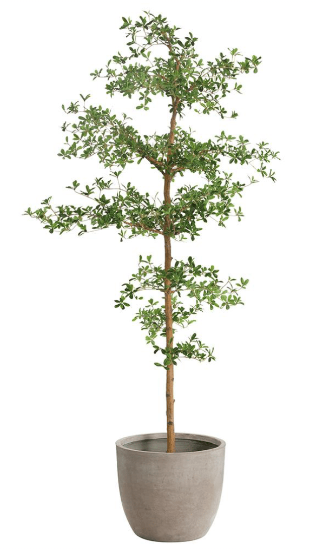 Shady Lady Tree in Cement Planter - What&
