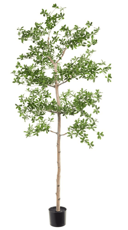 Shady Lady Tree with Shapeable Trunk in Pot - alternate angle - mid-century modern decor - Whats New Furniture Portland OR