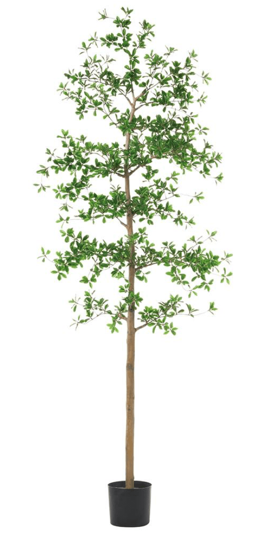 Shady Lady Tree with Shapeable Trunk in Pot - back view - mid-century modern decor - Whats New Furniture Portland OR
