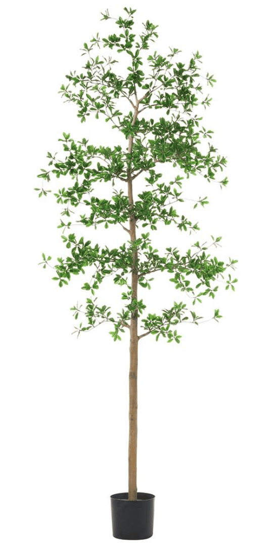 Shady Lady Tree with Shapeable Trunk in Pot - back view - mid-century modern decor - Whats New Furniture Portland OR