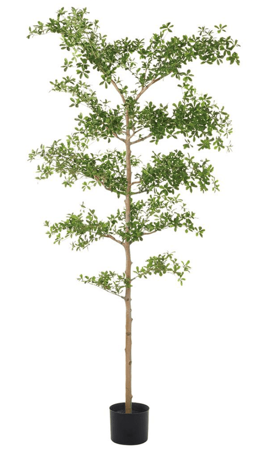 Shady Lady Tree with Shapeable Trunk in Pot - detail - mid-century modern decor - Whats New Furniture Portland OR