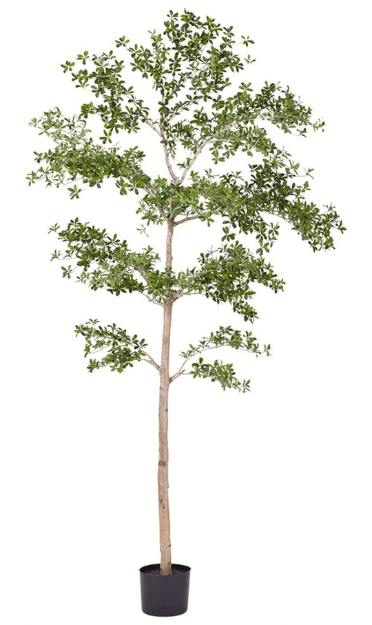 Shady Lady Tree with Shapeable Trunk in Pot - side angle - mid-century modern decor - Whats New Furniture Portland OR